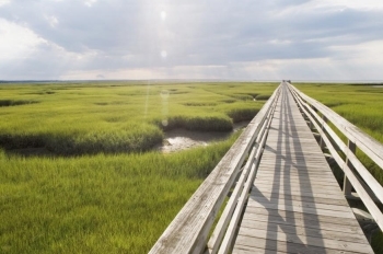 bridge through green grass